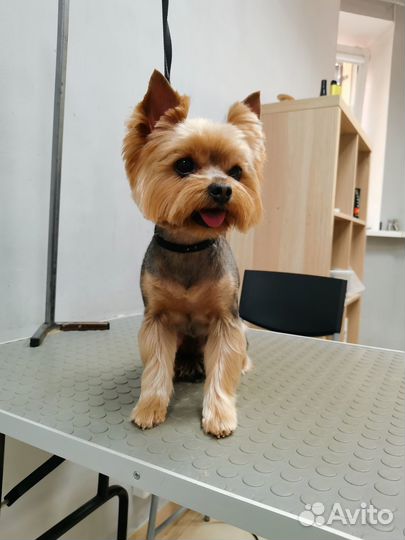 Стрижка собак и кошек