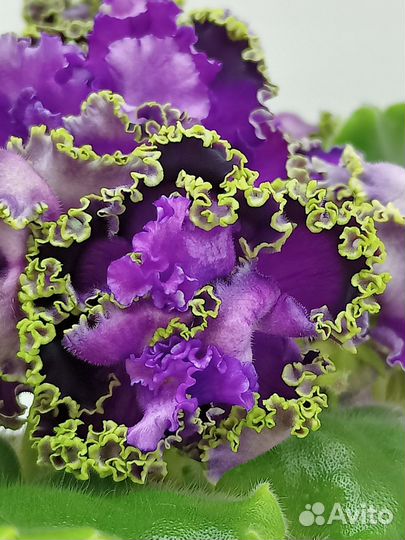 Ав-Гром и молнии Фиалка сортовая