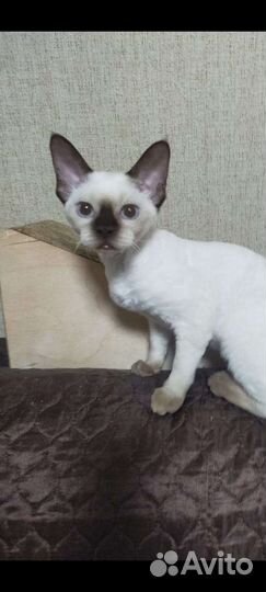 Девон -рекс кошечка