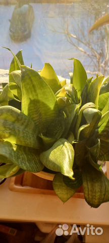 Комнатные растения