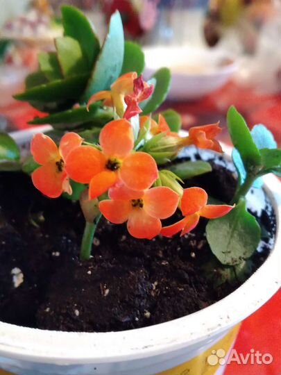 Комнатные цветы каланхоэ