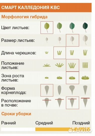 Семена свеклы смарт Каледония квс