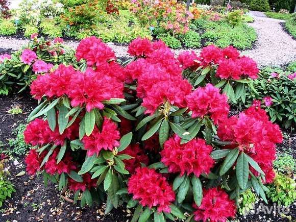 Бруннера,рододендрон,глициния,форзиция,эрика,ива и