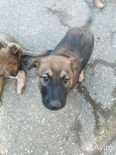 Щенки помесь