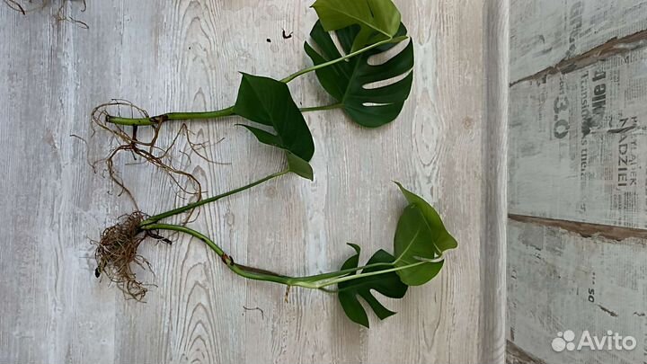 Монстера крупная,косая,сциндапсус золотистый