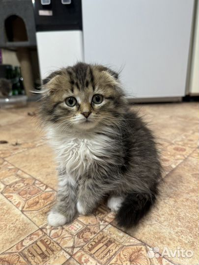 Шотландская