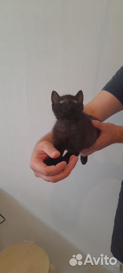 Котенок ищет дом