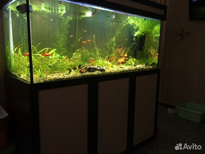 Аквариум 680 литров (был морской)