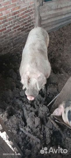 Поросята ландрас пьетрен