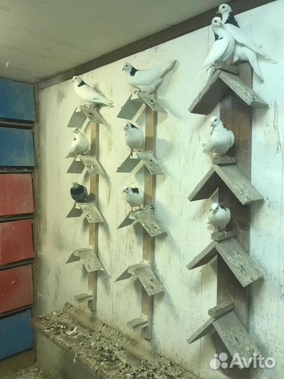 Голуби гривуны