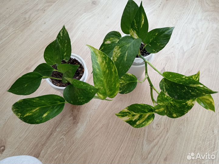 Комнатные цветы эпипремнум