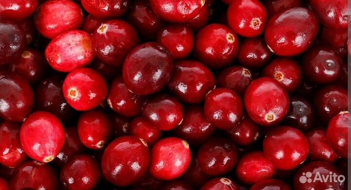 Клюква свежая