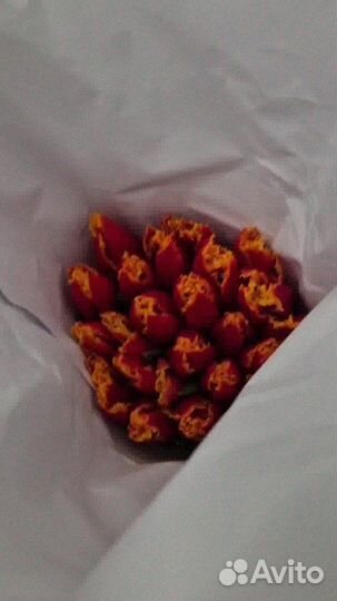 Тюльпаны оптом от производителя