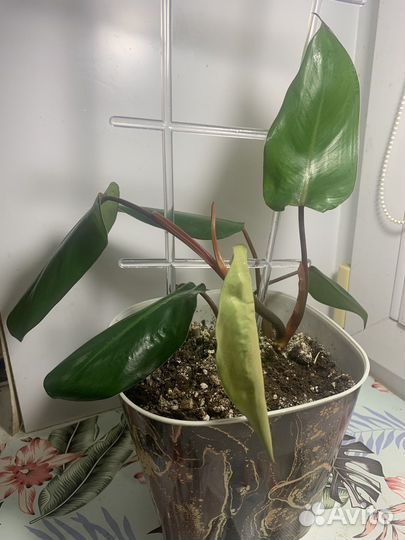 Комнатные растения