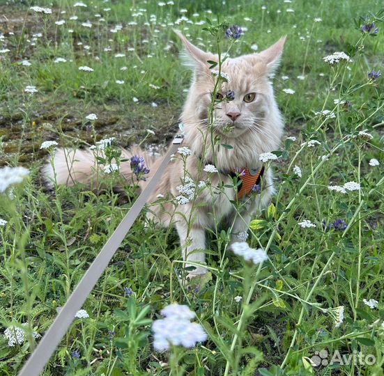 Кот мейн-кун вязка
