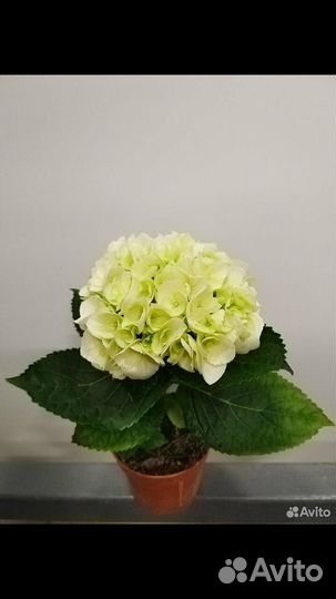 Гортензия комнатная