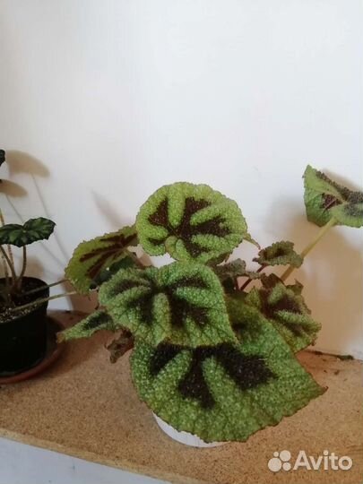 Комнатные цветы