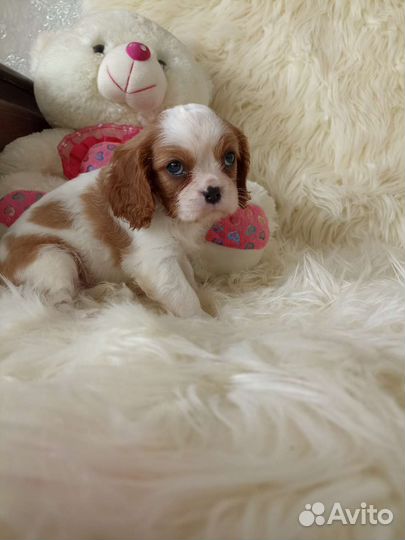 Кавалер Кинг чарльз спаниель