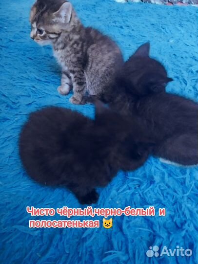 Отдам в добрые руки