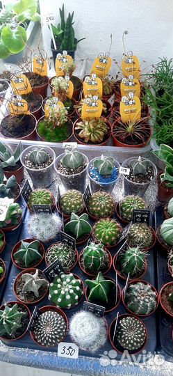 Кактусы И суккуленты