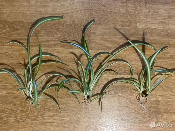 Хлорофитум хохлатый