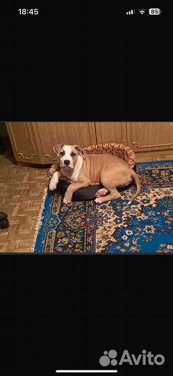 Щенки стаффорда девочка