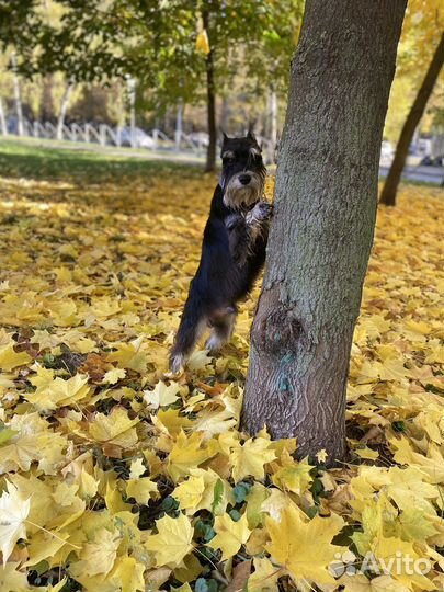 Цвергшнауцер вязка