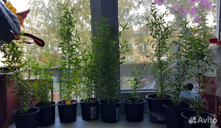 Гранат комнатный