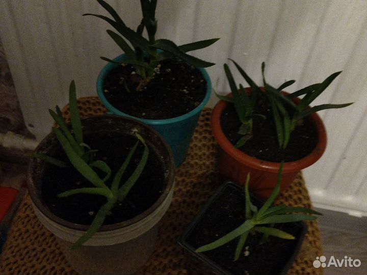 Алоэ столетник