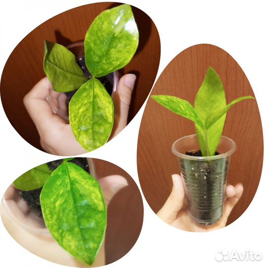 Замиокулькас Лонг Лив лимон