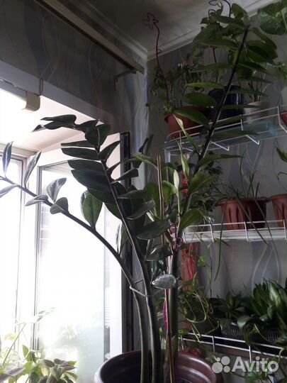 Замиокулькас