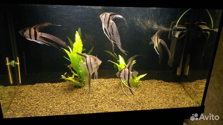 Аквариум