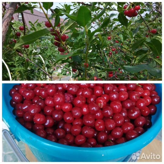 Вишня, кабачки, тыква