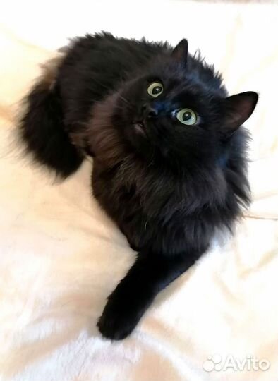 Котик в добрые руки
