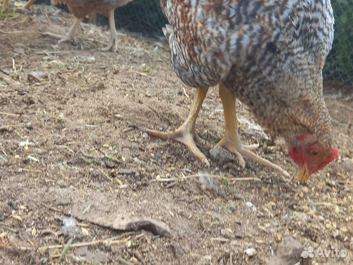 Петух Билифельдор