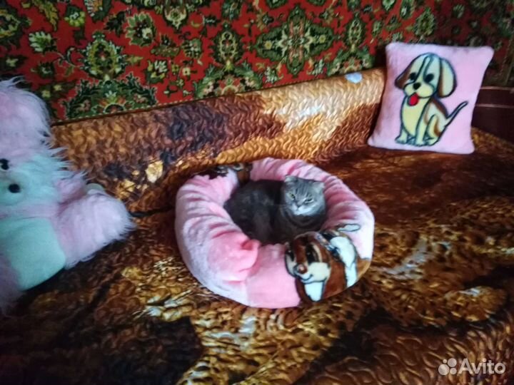 Шотландская кошка