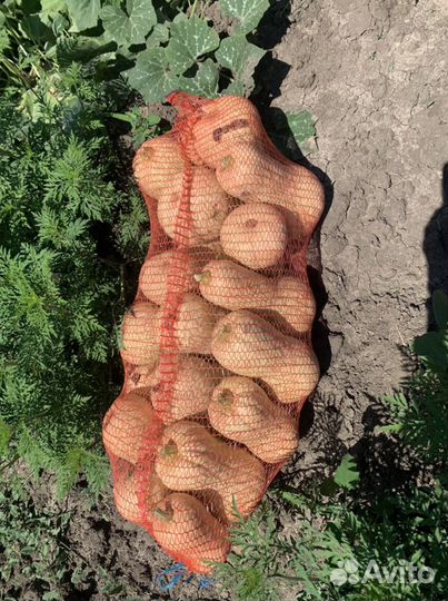 Тыква матильда и батернат