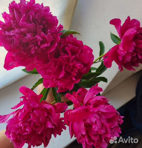 Королевский пион Сара Бернар Редс