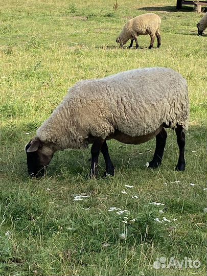 Овцы,ярки,баран на племя