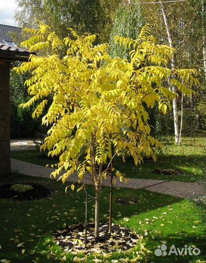 Саженцы Бархата Амурского (Пробковое дерево)