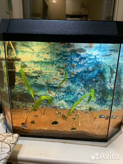 Аквариум с рыбками