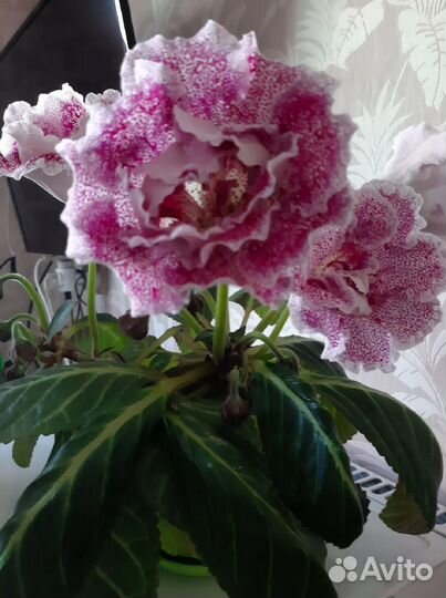 Детки сортовых глоксинии