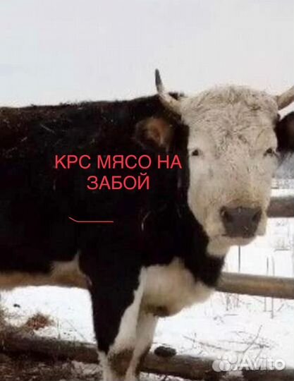 Закупка крс