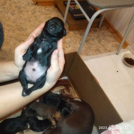 Щенок чихуахуа