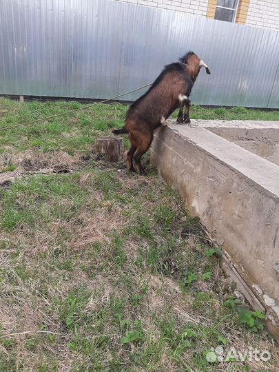 Козел нубийский