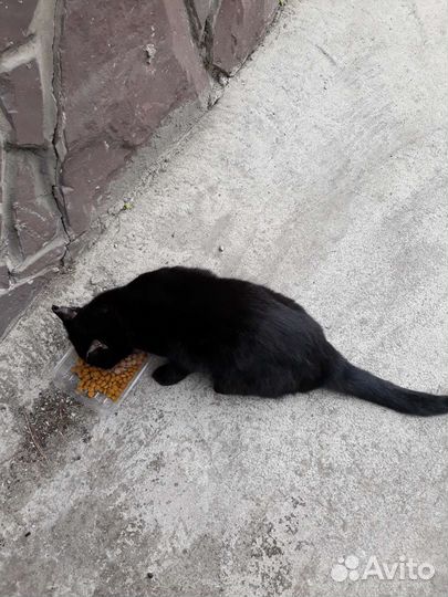 Кошечка Чернышка