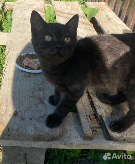 Котенок в добрые руки