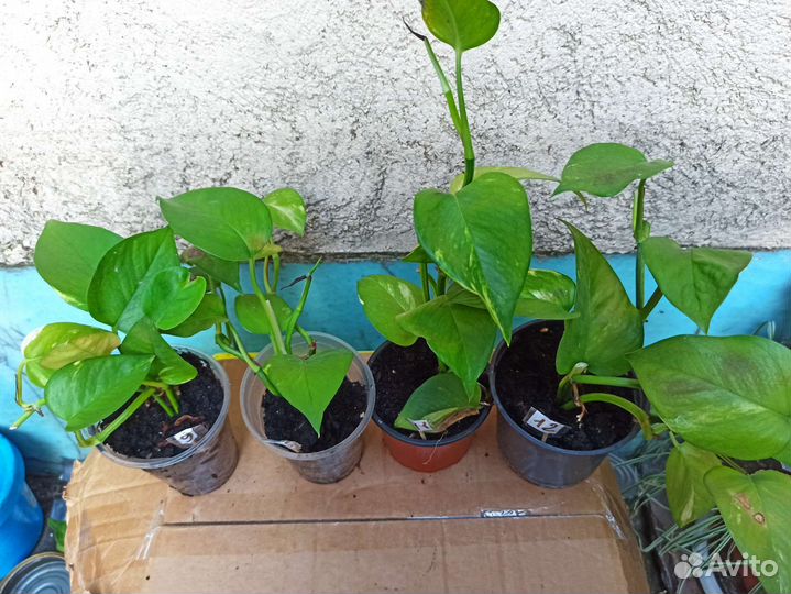 Сциндапсус лиана