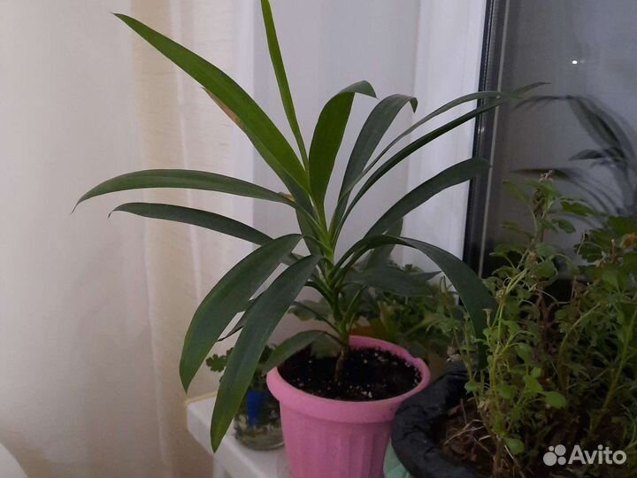 Пальма юкка