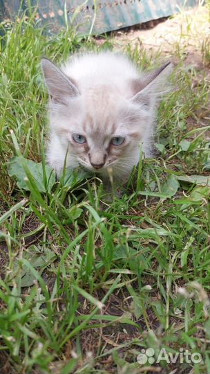 Котята помесь тайской породы